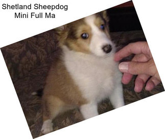 Shetland Sheepdog Mini Full Ma