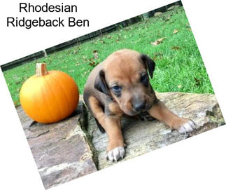 Rhodesian Ridgeback Ben