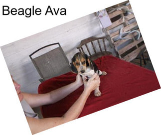 Beagle Ava