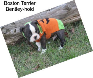 Boston Terrier Bentley-hold