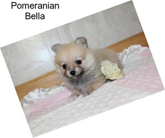 Pomeranian Bella