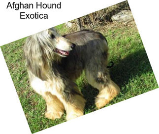 Afghan Hound Exotica