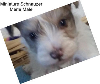 Miniature Schnauzer Merle Male