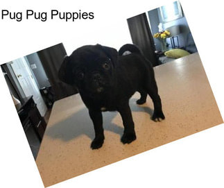 Pug Pug Puppies
