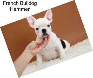 French Bulldog Hammer