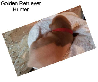 Golden Retriever Hunter