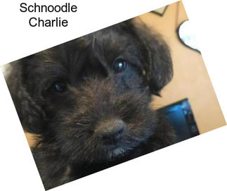 Schnoodle Charlie