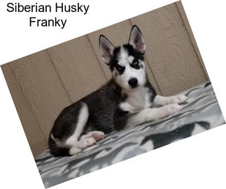 Siberian Husky Franky