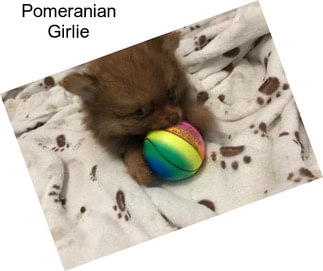 Pomeranian Girlie