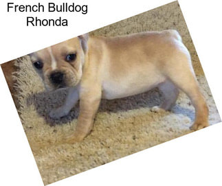 French Bulldog Rhonda