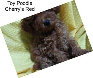 Toy Poodle Cherry\'s Red