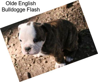 Olde English Bulldogge Flash