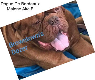 Dogue De Bordeaux Malone Akc F