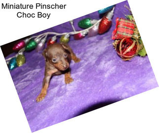 Miniature Pinscher Choc Boy