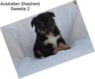 Australian Shepherd Sweetie 2
