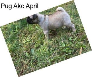 Pug Akc April