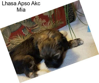 Lhasa Apso Akc Mia