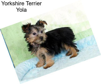 Yorkshire Terrier Yola