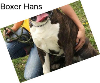 Boxer Hans