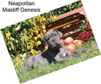 Neapolitan Mastiff Genesis