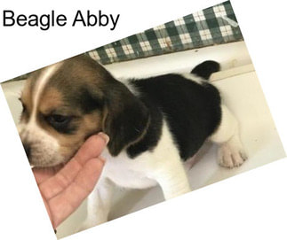 Beagle Abby