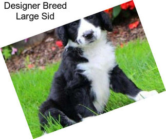 Designer Breed Large Sid