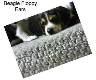 Beagle Floppy Ears