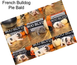 French Bulldog Pie Bald