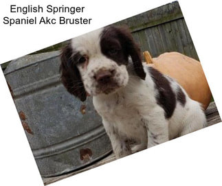 English Springer Spaniel Akc Bruster