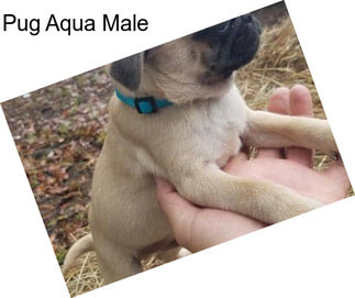 Pug Aqua Male