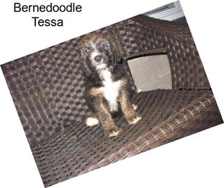 Bernedoodle Tessa