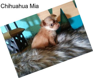 Chihuahua Mia