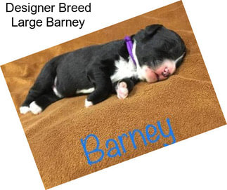 Designer Breed Large Barney