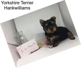 Yorkshire Terrier Hankwilliams