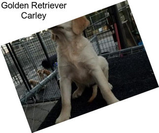 Golden Retriever Carley