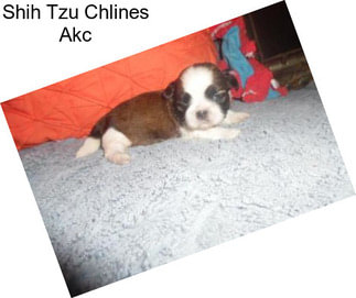 Shih Tzu Chlines Akc