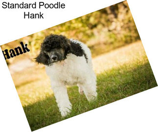 Standard Poodle Hank