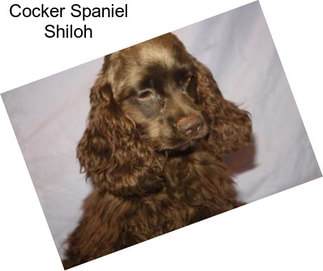 Cocker Spaniel Shiloh