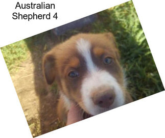 Australian Shepherd 4