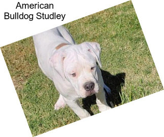 American Bulldog Studley