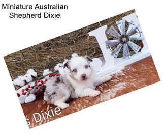 Miniature Australian Shepherd Dixie