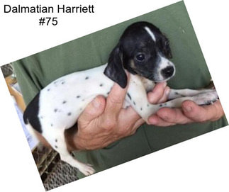 Dalmatian Harriett #75