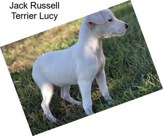 Jack Russell Terrier Lucy