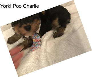 Yorki Poo Charlie