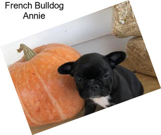 French Bulldog Annie
