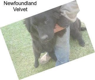 Newfoundland Velvet