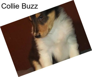 Collie Buzz