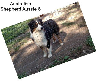 Australian Shepherd Aussie 6