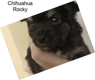 Chihuahua Rocky