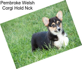 Pembroke Welsh Corgi Hold Nck